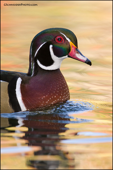 Wood duck drake portrait