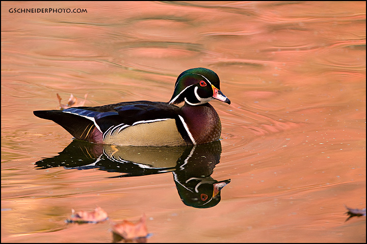 Wood duck drake and fallen leaves