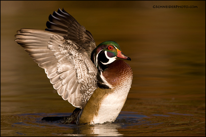 Wood Duck drake wing flap