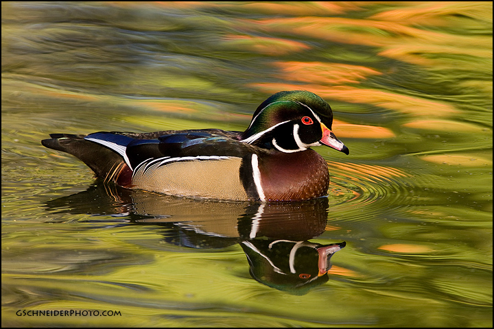 Wood Duck drake on colourful water (768)