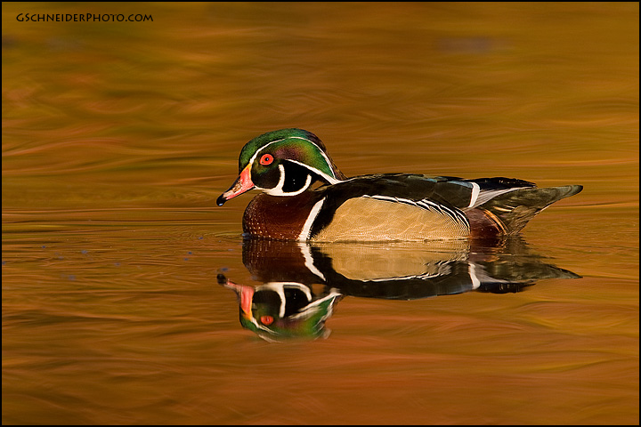 Wood Duck drake (1199)