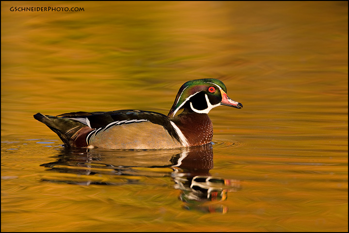Wood Duck drake