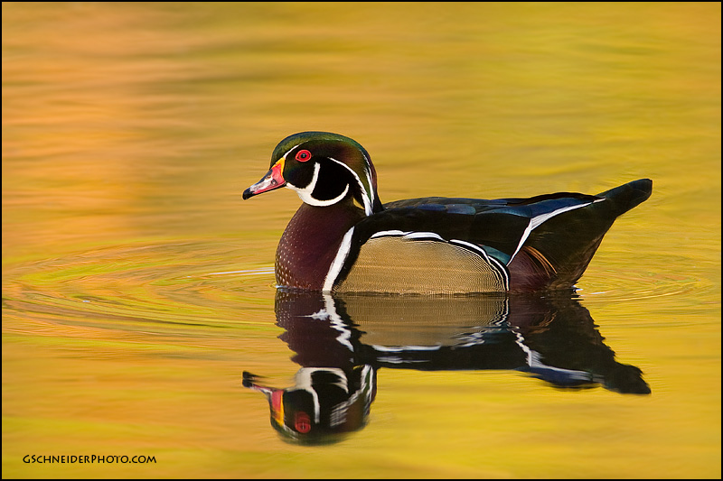 Wood Duck drake (8307)