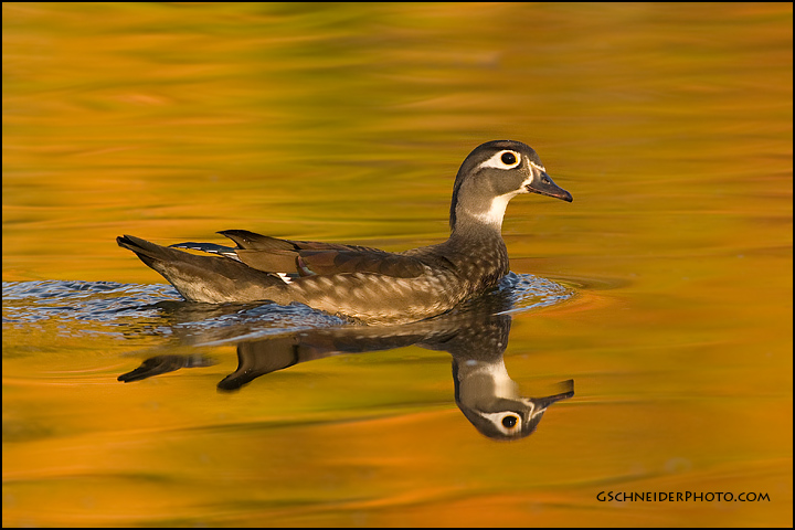Wood Duck hen looking back (8756)