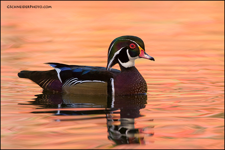 Wood Duck