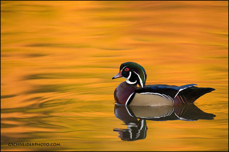 Wood duck drake reflections (1065)