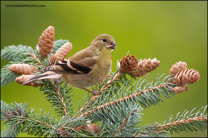 American Goldfinch eating seeds (#7726)