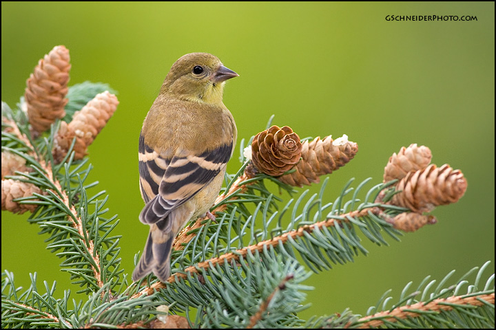 American Goldfinch (#7712)