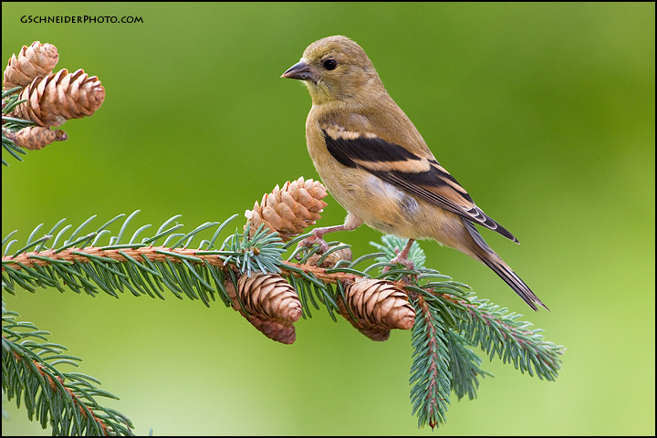 American Goldfinch on pine cones (#7735)
