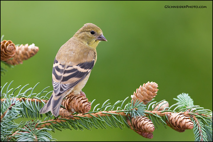 American Goldfinch looking (#7701)
