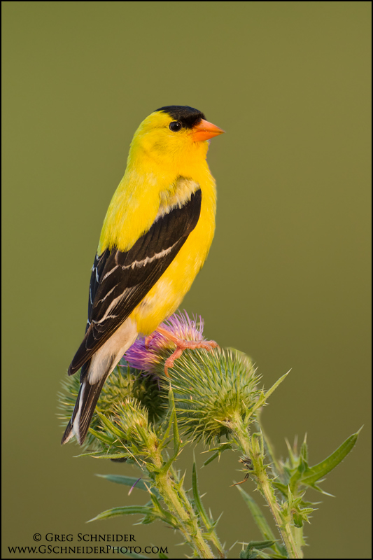 Photo :: American Goldfinch (male) on thistles at last light