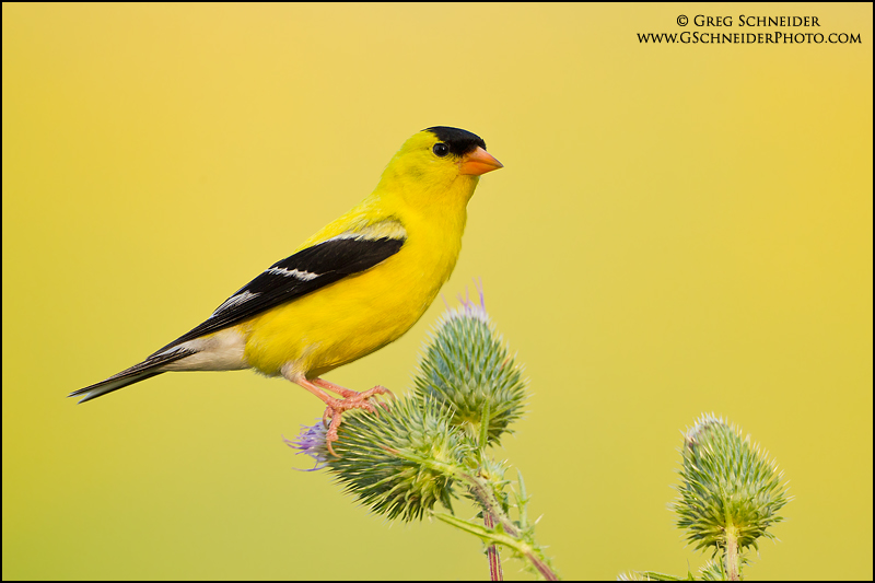 American Goldfinch (male) on thistles
