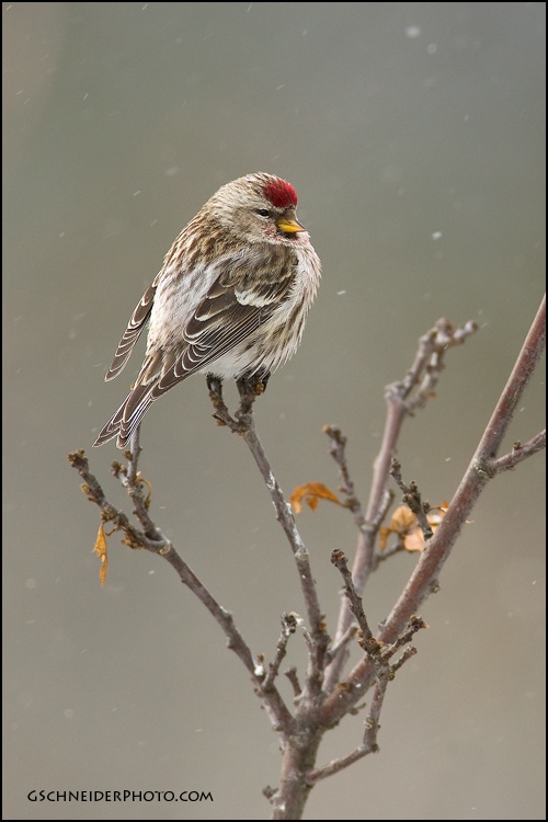 Common Redpoll