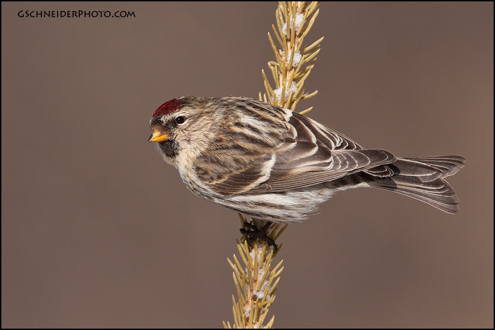 Common Redpoll (#1848)