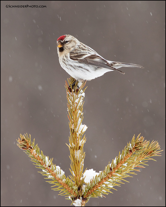 Hoary Redpoll in snow