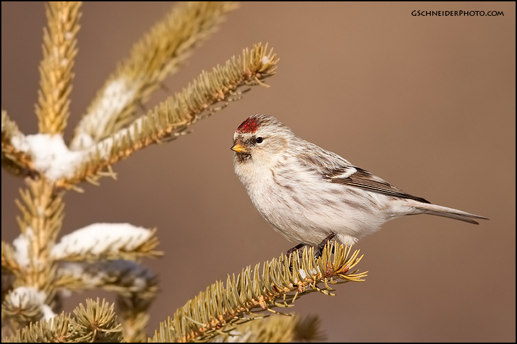 Hoary Redpoll