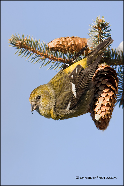 White-Winged Crossbill