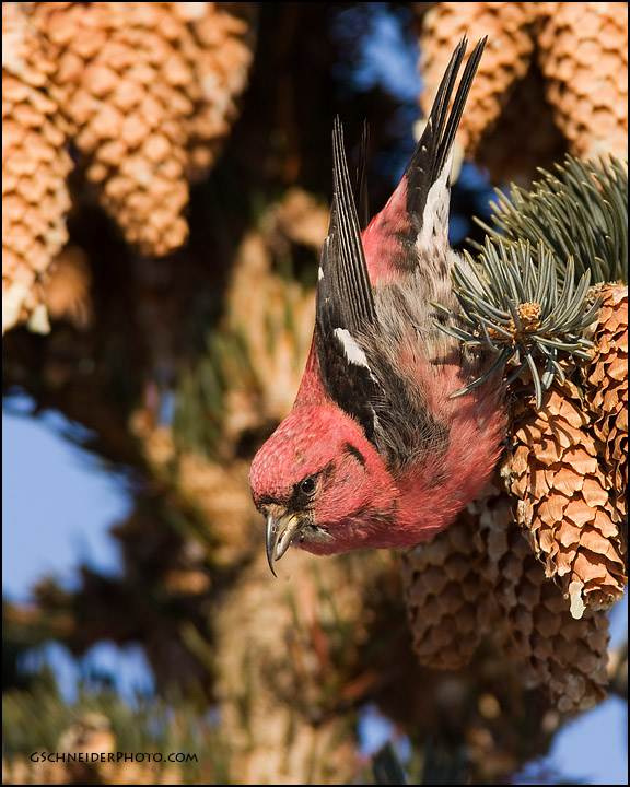 White-Winged Crossbill male (#1188)