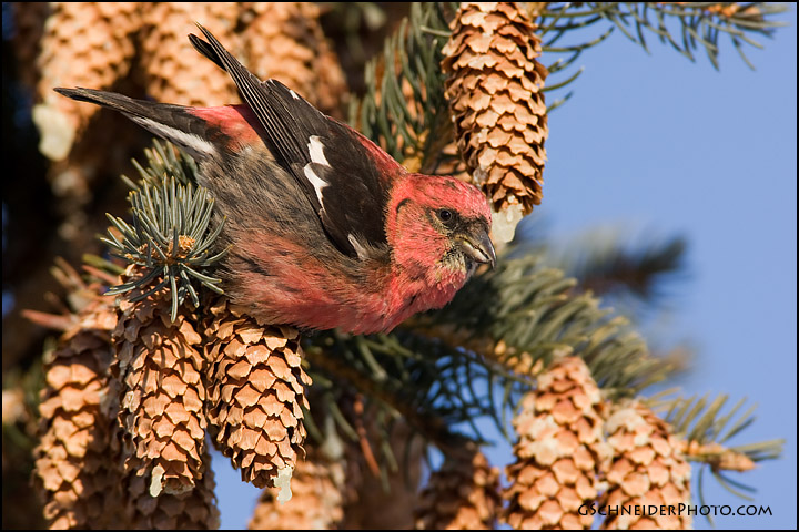 White-Winged Crossbill (#1302)