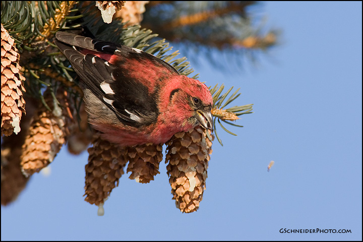 White-Winged Crossbill spitting seed