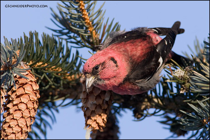 White-Winged Crossbill (#1522)