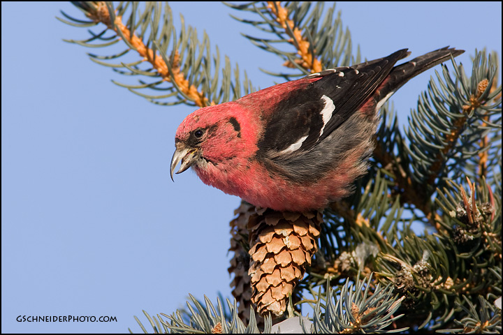 White-Winged Crossbill (#1554)