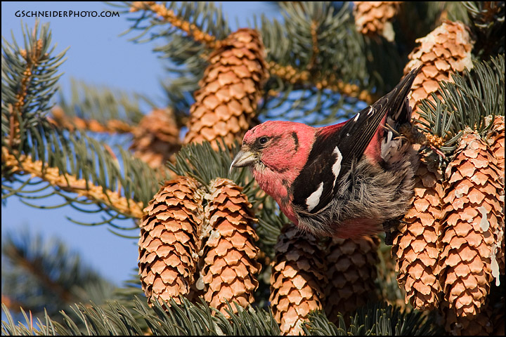 White-Winged Crossbill with pine cones (#1592)