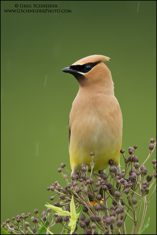 Cedar Waxwing in rain showers