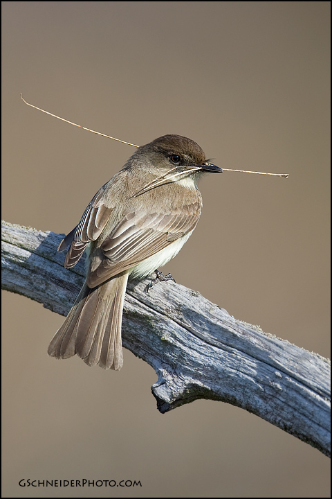 Eastern Phoebe