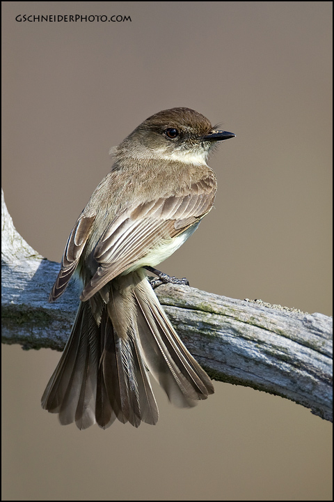 Eastern Phoebe fanning tail