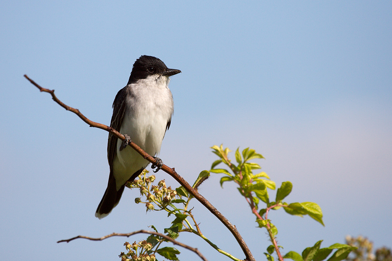 Eastern Kingbird