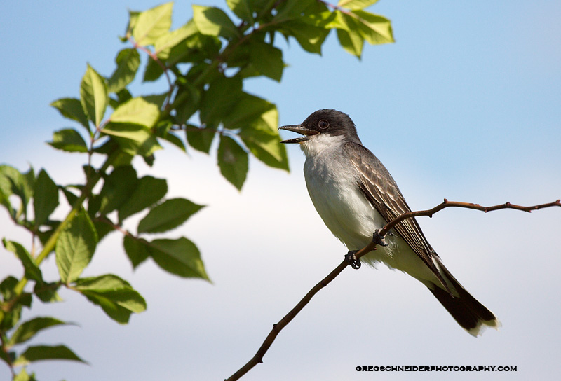 Eastern Kingbird calling