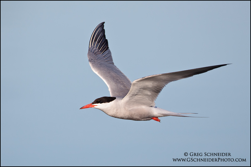 Common Tern in flight