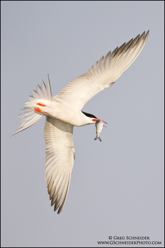 Common Tern banking away with fish