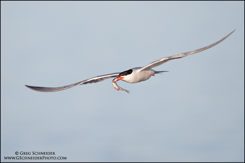 Common Tern flying headon with fish