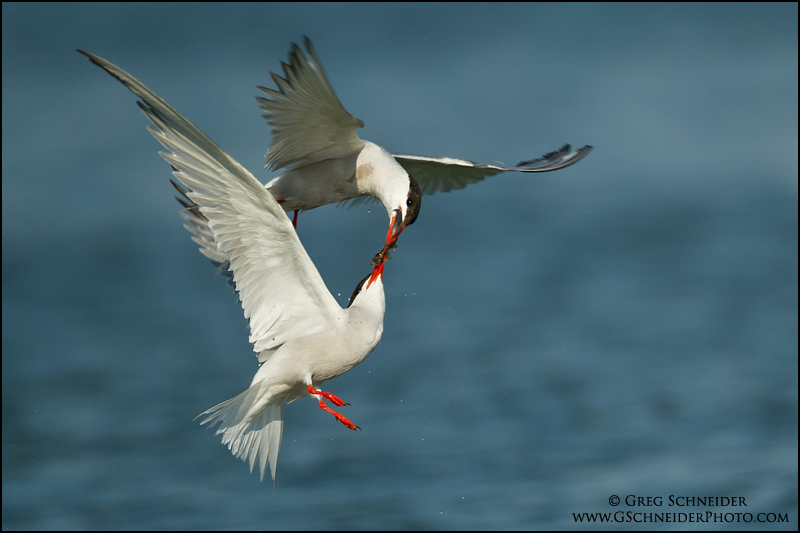 Common Tern courtship flight