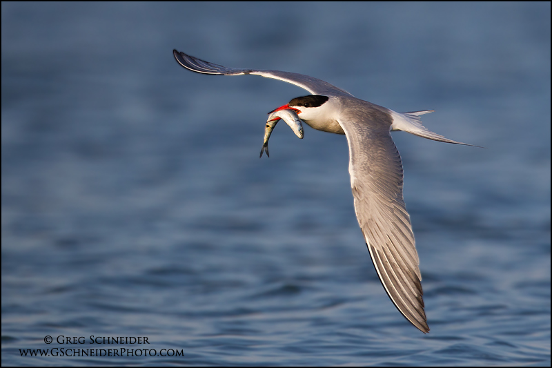 Common Tern in flight with fish
