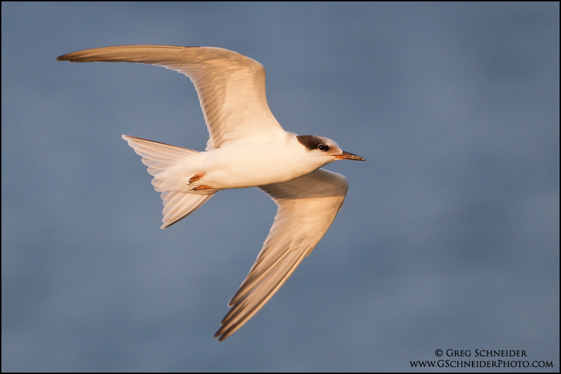 Juvenile Common Tern banking
