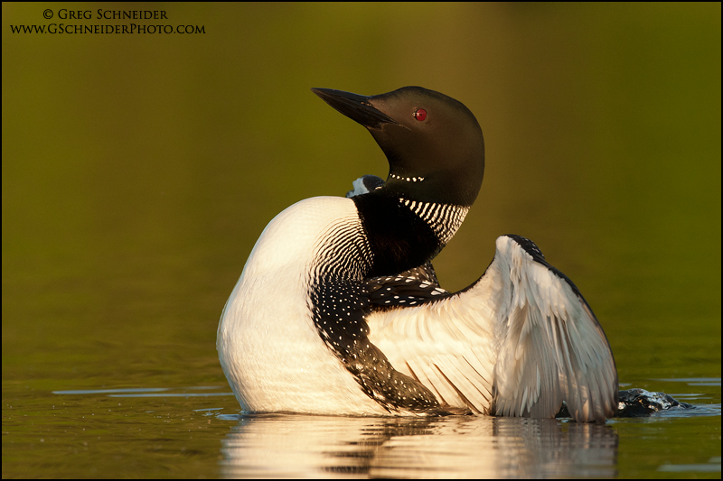 Common Loon beginning wing flap