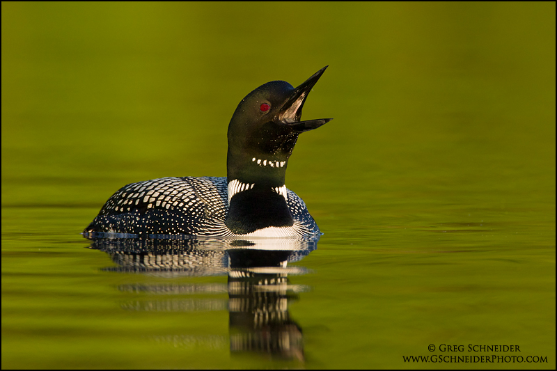Common Loon calling