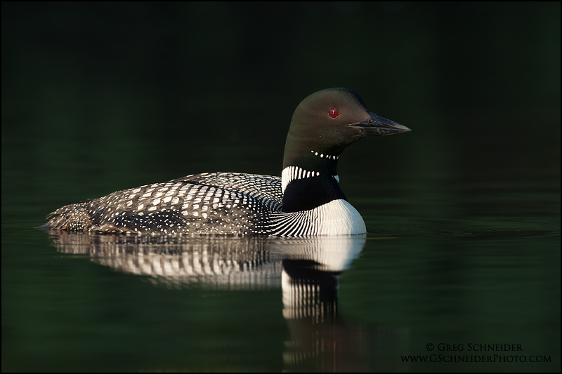 Common Loon swimming on calm, dark water
