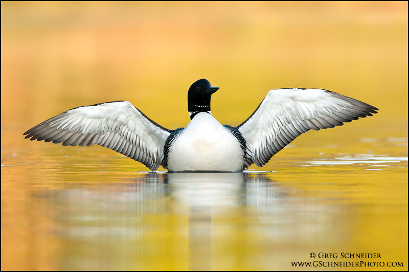 Common Loon with wings spread on golden water
