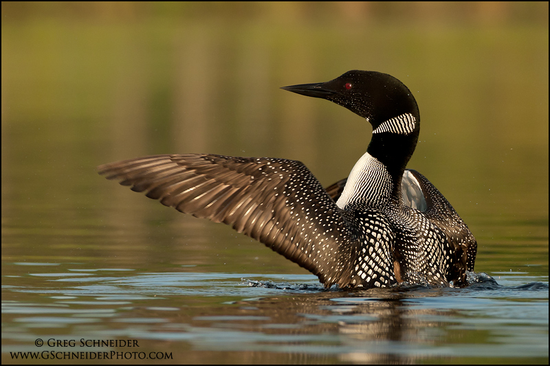 Profile view of loon wingflap
