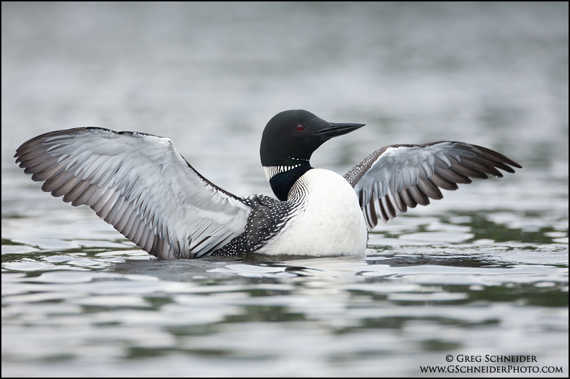 Loon wingflap in overcast conditions