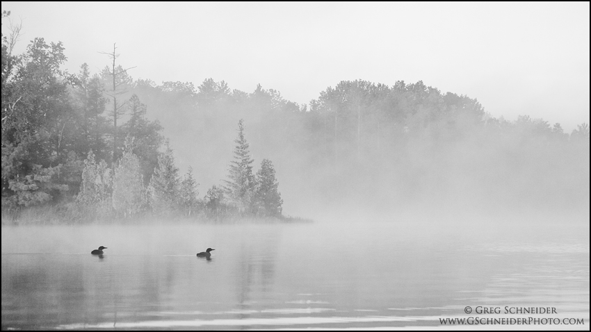 Common Loon pair swimming on a misty lake