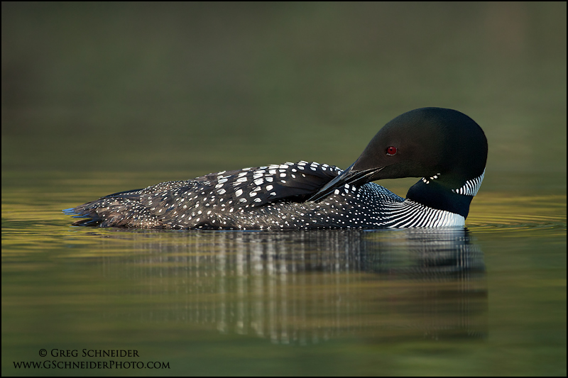 Common Loon preening on moody water