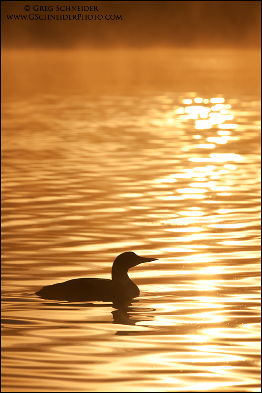 Loon on golden water