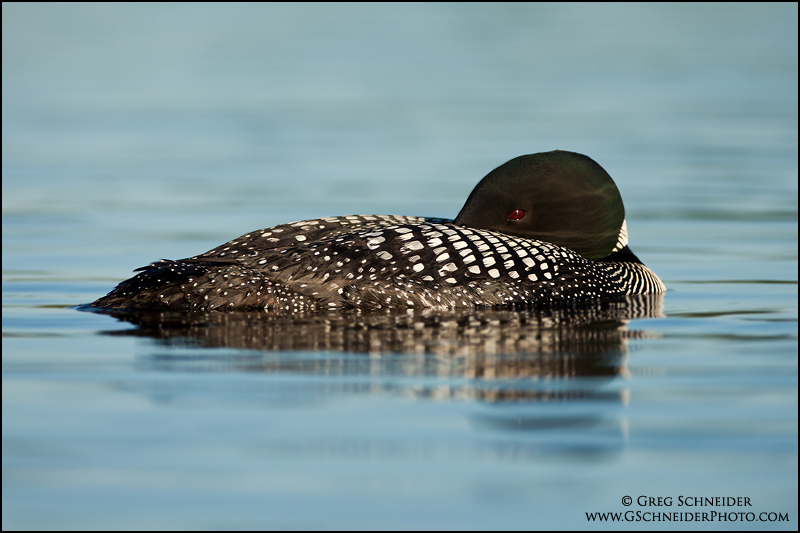 Common Loon sleeping