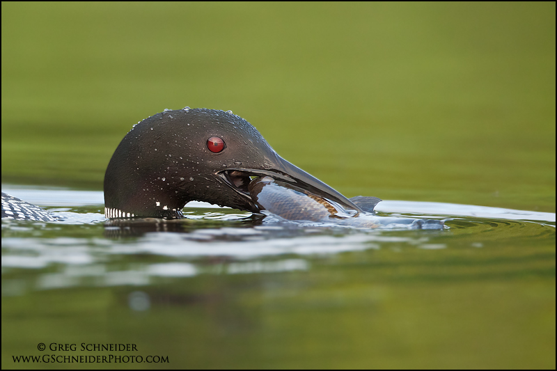 Common Loon with Sunfish in bill
