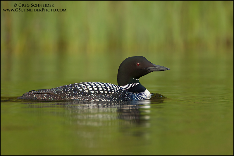Common Loon swimming near shoreline vegetation